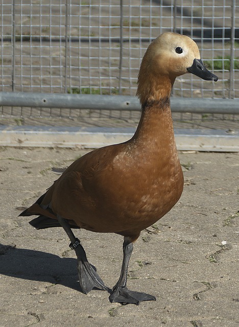 西对于