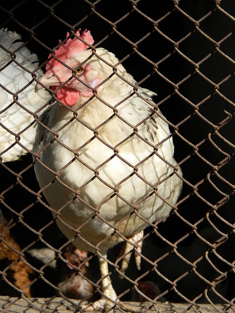 随着罗德里 随着罗德里